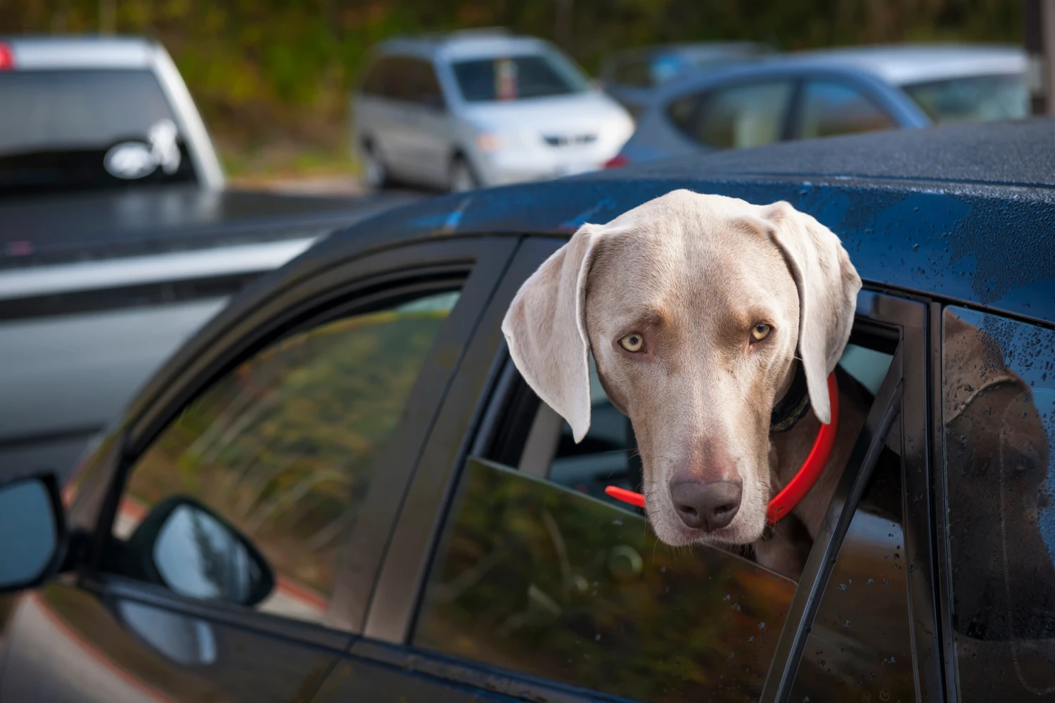 Kia Telluride Dog Safety Belt for Weimaraners