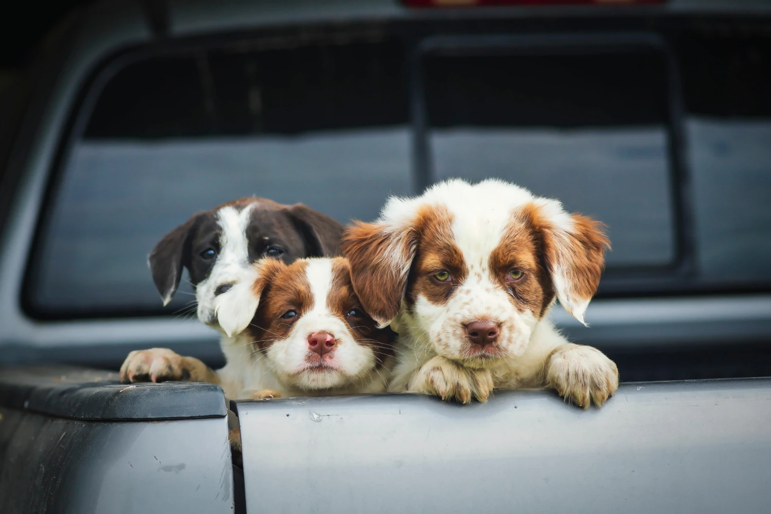 Toyota Sienna Dog Car Seat for Brittany Spaniels