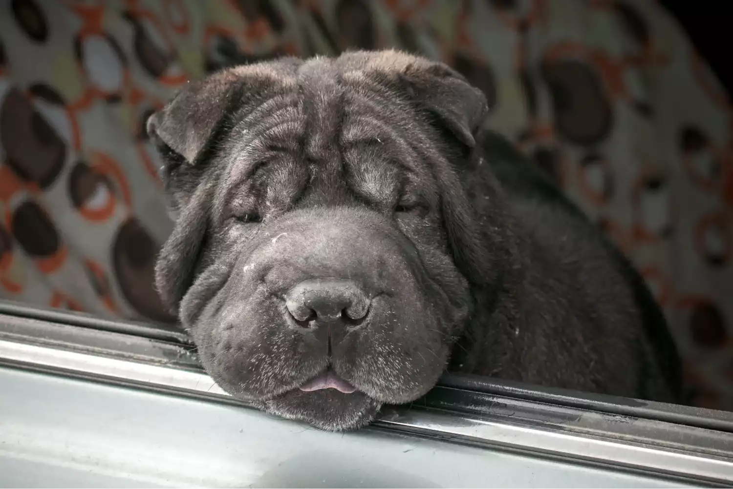 Mercedes-Benz C-Class Dog Car Seat for Shar-Pei